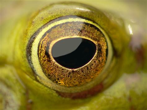 frog eye   photo  freeimages