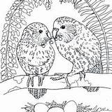 Coloring Kakapo Pages Endangered Parrot Species Chance Earth Last Book Adult Flightless Kickstarter Now Books Animals Bird Pledge Parrots Kiwiana sketch template
