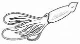 Squid Colossal Ausmalbild Riesenkalmar Calamar Calamares Calamaro Sperm Tintenfisch Ausmalbilder Clipground sketch template