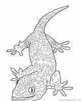 Coloring Gecko Pages Lizard Popular Reptile Tokay sketch template