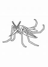 Dengue Zika Transmissor Tudodesenhos sketch template
