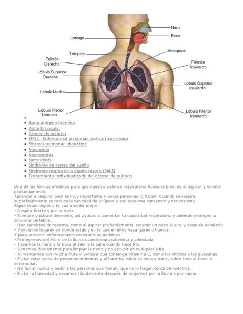 Enfermedades Y Cuidados Del Sistema Respiratorio