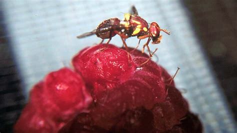 sex deprived fruit flies drown their sorrows with alcohol
