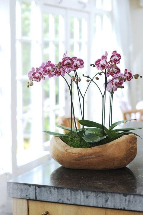 35 Best Orchids Arrangements Images Beautiful Flowers Exotic Flowers