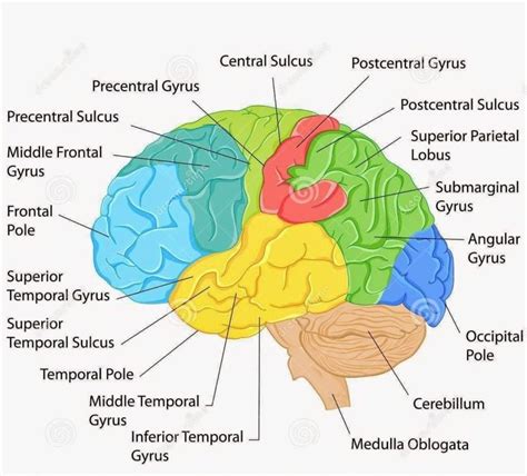 labeled pictures   brain labeled diagram   brain anatomy