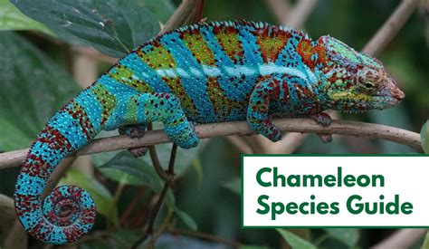 types  chameleons  pictures chameleon species guide