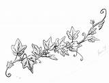 Ivy Vine Drawing Vines Leaves Drawings Leaf Plant Tattoo Rose Grape Poison Clipart Draw Google Sketches Tattoos Cliparts Flower Search sketch template