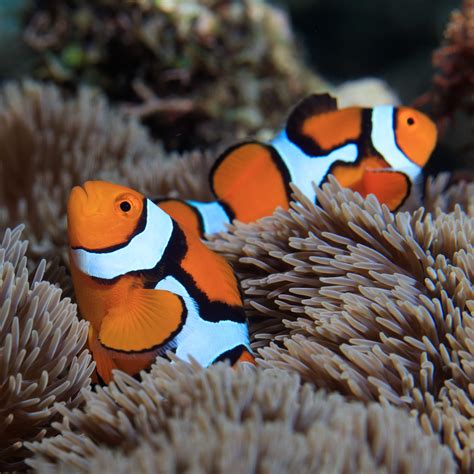 clownfish earn  stripes mirage news