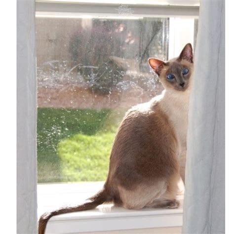 blue point wedge head siamese  favorite breed  cat siamese cats