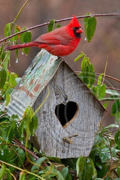 birdhouses cardinal valentine beautiful birds backyard birds bird houses