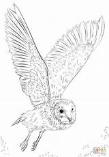 Schleiereule Disegni Eule Kostenlos Flug Ausmalbild Owls Stelle Ritagliare Barbagianni sketch template