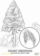 Coloring Pages Tree State California Pine Washington Redwood Drawing Trees Printable Mission African Color Getcolorings Clip Print Drawings Getdrawings Popular sketch template
