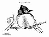 Blue Jay Winter Coloring Pages Bluejay sketch template