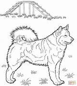 Husky Coloring Pages Printable Dog Alaskan Huskies Kids Print Da Colouring Color Puppy Supercoloring Dogs Cute Siberian Colorare Drawing Animal sketch template