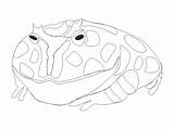 Coloring Toad Frog Popular Horned sketch template