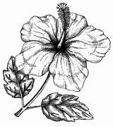 Hibiscus Hawaiian sketch template