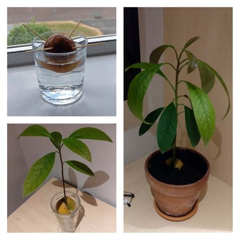 How Do You Plant An Avocado Mar 11 2021 · How To Grow Avocado Plants