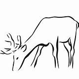 Drinking Deer Water Drawing Outline Drawings Simple Paintingvalley Line Clipart Animal sketch template