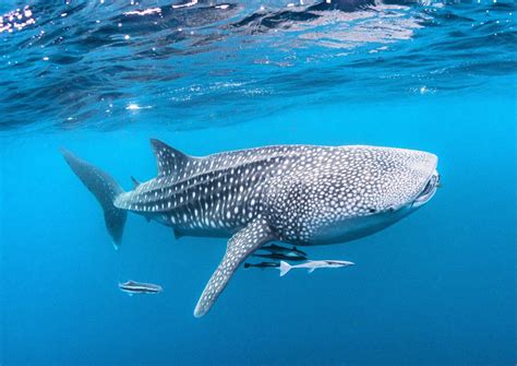 international whale shark day protecting  gentle giants   sea