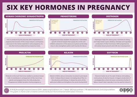 compound interest  key pregnancy hormones   roles