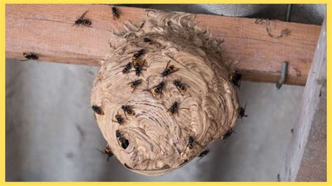 comment se débarrasser d un nid de guêpe sur le toit piege insectes fr