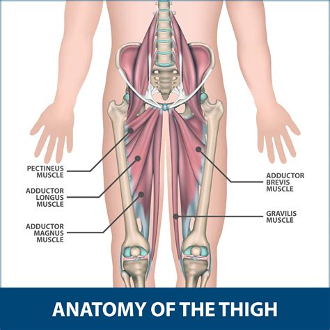 groin muscle anatomy