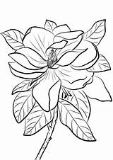 Magnolia Coloring Grandiflora Printable Pages Color Print Flowers Drawing Flower Tree Adults Kids Paper Getdrawings Alike Template Sharing Perfect Re sketch template