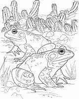 Kikker Kikkers Dieren Mewarnai Kodok Frosch Grenouille Coloriages Ausmalbilder Katak Frosche Colorare Animasi Malvorlage Bergerak Animierte Rane Malvorlagen Anda Animaatjes sketch template