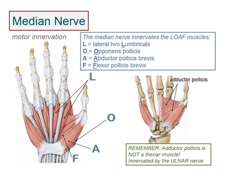 image result  hand muscle innervation median nerve ulnar nerve