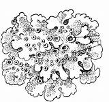 Lichens Lichen Coloring Drawings Atozkidsstuff 43kb sketch template