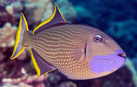naturalistic environment reduce stress  aquarium fish reef