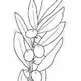 Coloring Pages Olive Post Cycle Oil sketch template