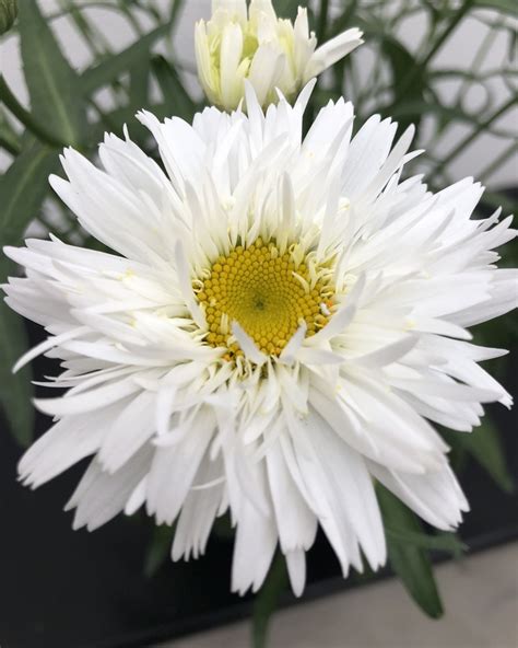 leucanthemum sweet daisy ‘rebecca james greenhouses perennial