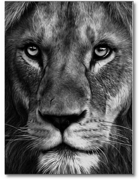 pin  gwendolyn williams  dieren lion poster black lion animals