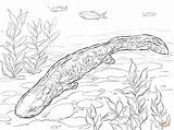 Coloring Axolotl Pages Salamander Hellbender Drawing Newt Neds Designlooter Trending Days Last Drawings Sketch Template 1199 4kb sketch template