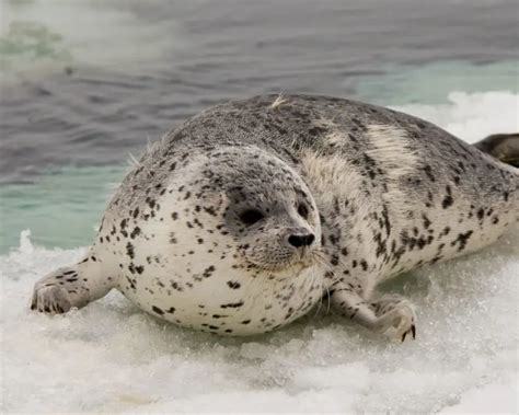 spotted seal zoopedia wiki fandom