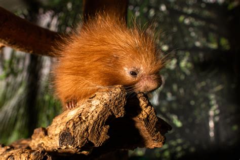 prehensile tailed porcupine born  national zoo  dc wtop news
