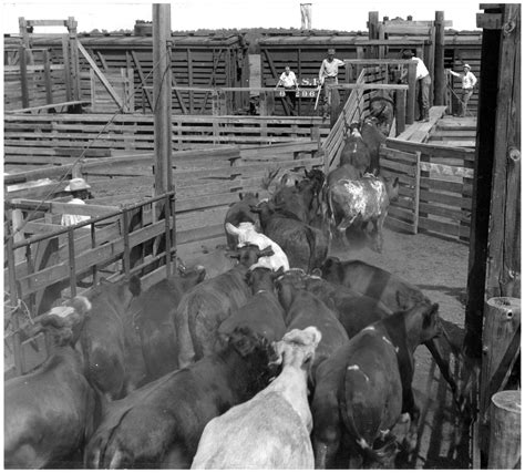 cowboys loading cattle   train  portal  texas history