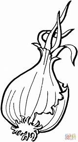 Onion Coloring Pages Template Onions sketch template