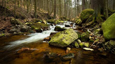 achtergrond duitsland beek natuur bos stenen een boom