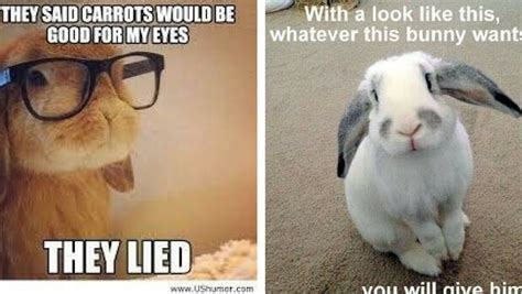 26 bunny memes that are way too cute for your screen