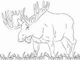 Moose Elch Ausmalbilder Malvorlage Ausmalbild Alce Alces Calf Supercoloring Weihnachten sketch template
