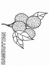 Rambutan Coloring Pages Fruits Recommended Color sketch template