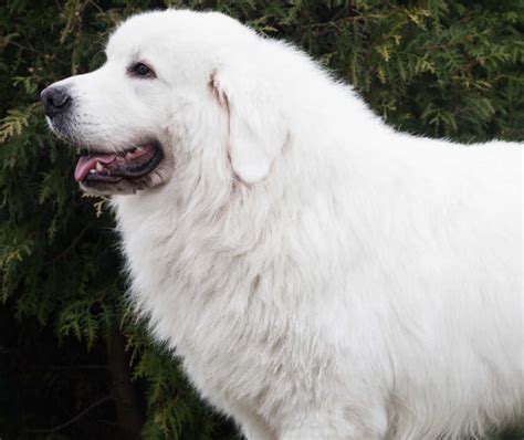 big  fluffy white dog breeds medium large  large