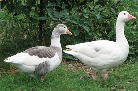 grit rural american   geese breeds heritage breeds rare breed