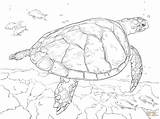 Turtle Coloring Sea Pages Realistic Hawksbill Drawing Printable Animal Turtles Ocean Animals Leatherback Loggerhead Supercoloring Color Sheets Drawings Print Under sketch template