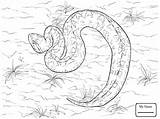 Diamondback Rattlesnake Drawing Coloring Eastern Pages Getdrawings sketch template