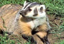 wisconsin state animal badger
