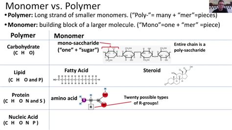 monomers  polymers youtube