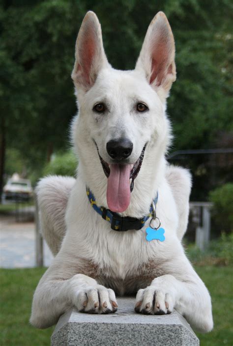 filewhite german shepherd dog posingjpg wikimedia commons